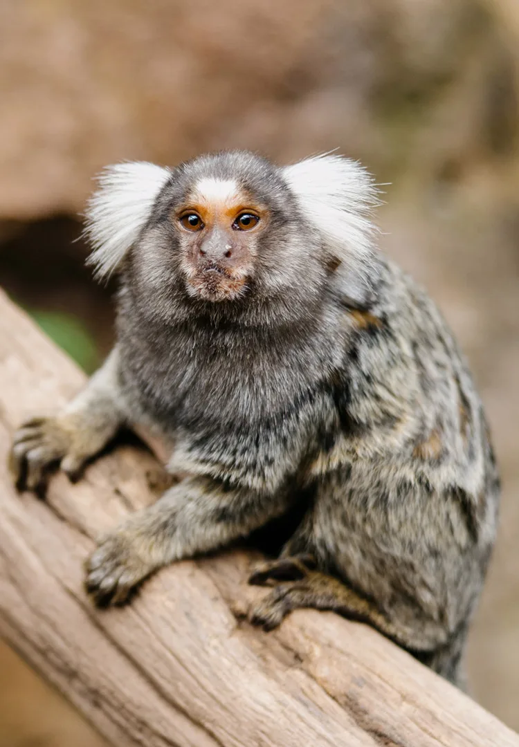 Monkeys R Us Tennessee Marmoset Monkey Encounter | Paradise Country