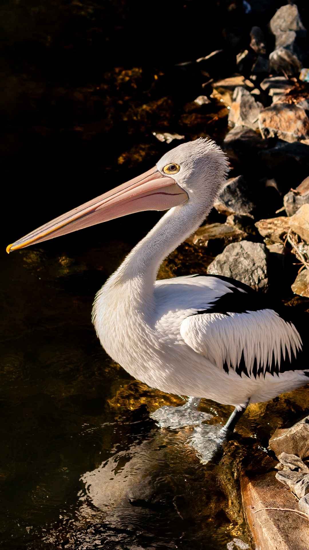 A white pelican with a long pink bill stands on a rocky shore next to dark water, looking to the left.