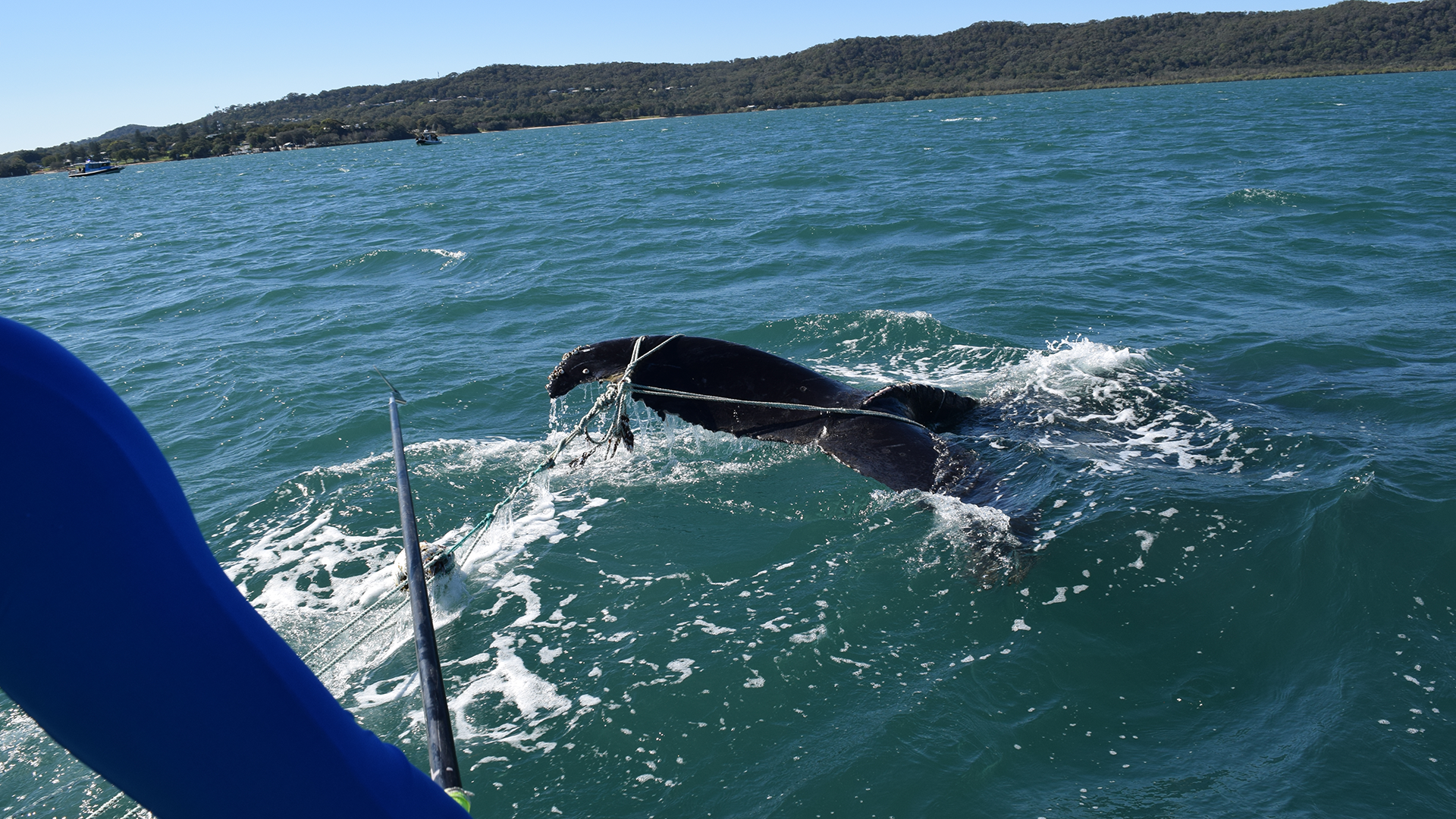 A whale, partially entangled in rope, swims near the surface of choppy turquoise water while someone on a boat reaches towards it with a pole. Green hills are visible in the background.