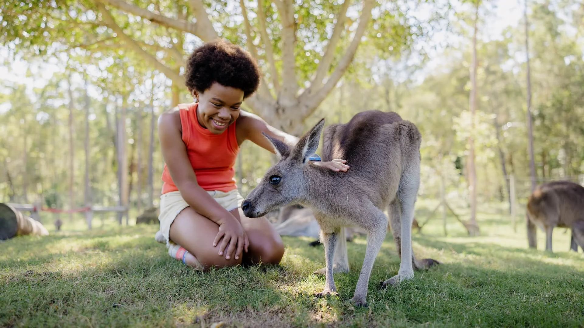 Child kneeling on grass, smiling and petting a young kangaroo under a tree in a sunny outdoor setting.