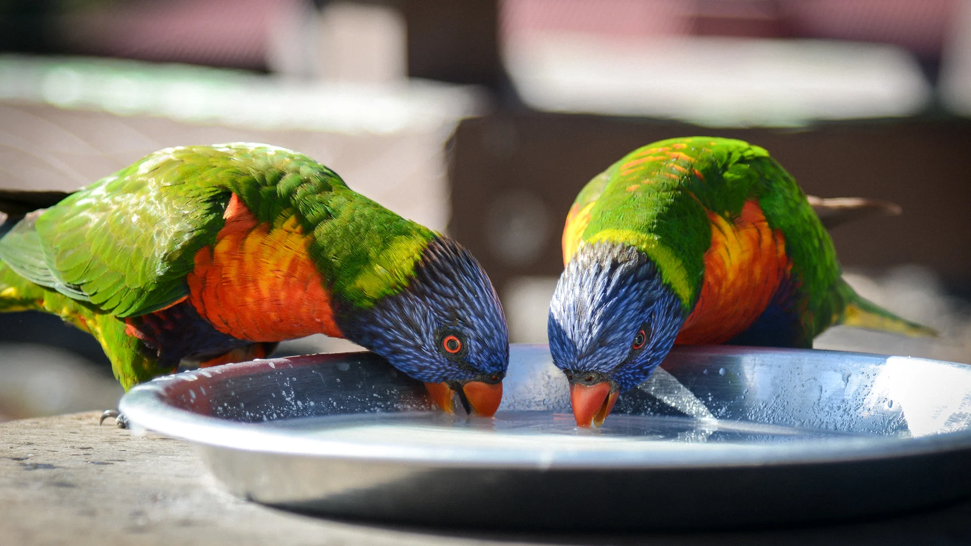 A close-up of a rainbow lorikeet with vibrant blue, green, yellow, and red feathers, set against a blurred natural background.