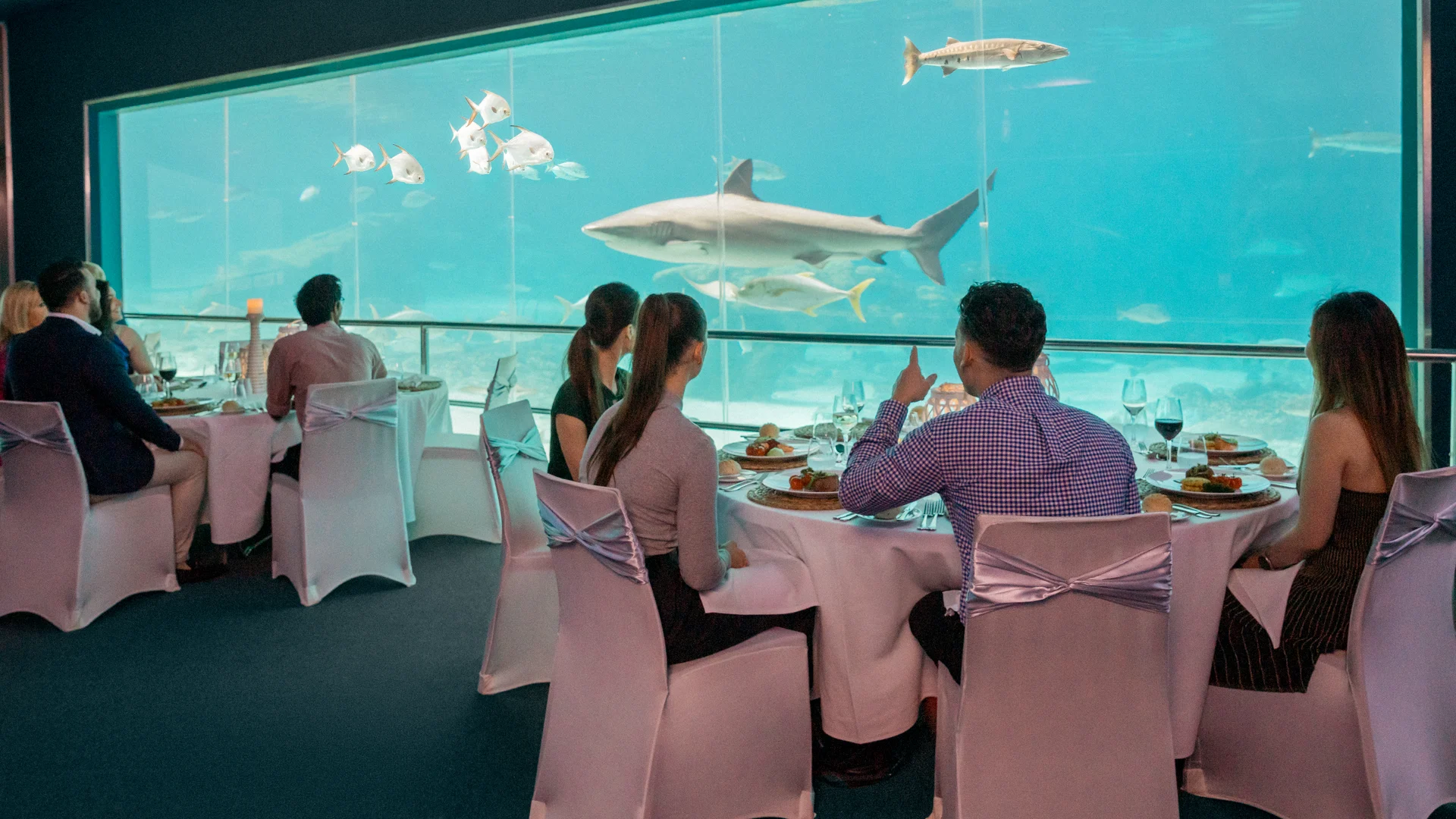 People dine at elegant tables next to a large aquarium window, watching sharks and fish swim by. White tablecloths and chair covers add a formal touch, and glasses of wine are visible on the tables.