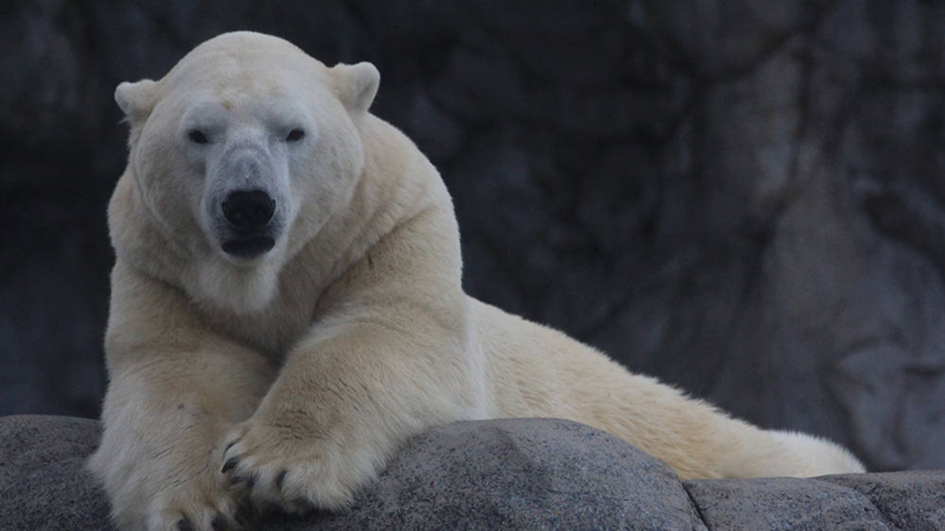 A polar bear lies on a rock, facing the camera, with a dark rocky background.