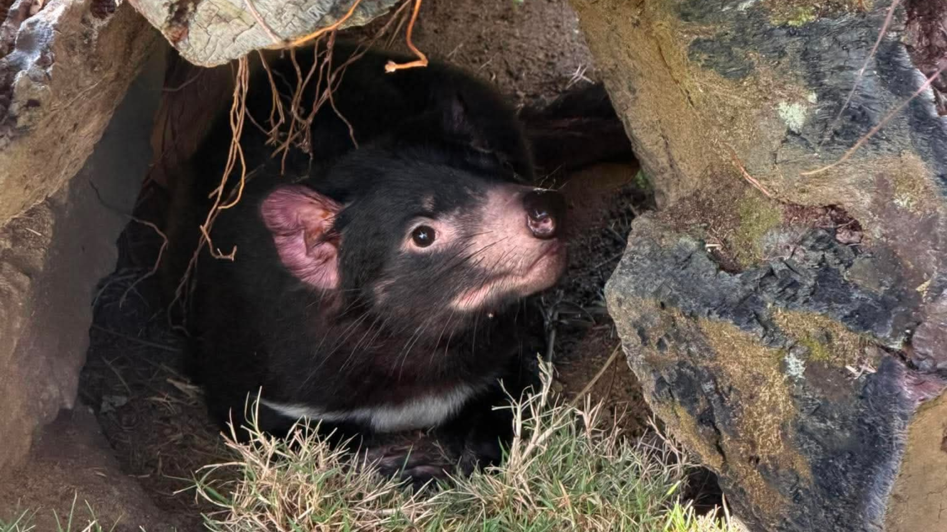 A Tasmanian devil rests under rocks and grass, looking upward with curiosity.