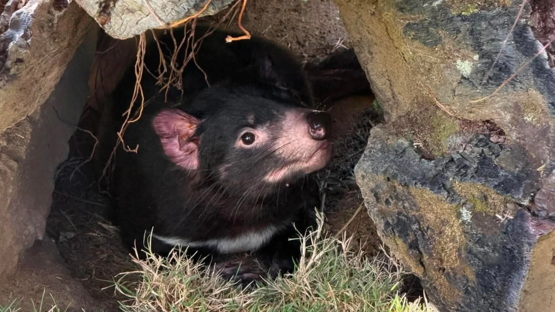 A Tasmanian devil rests under rocks and grass, looking upward with curiosity.