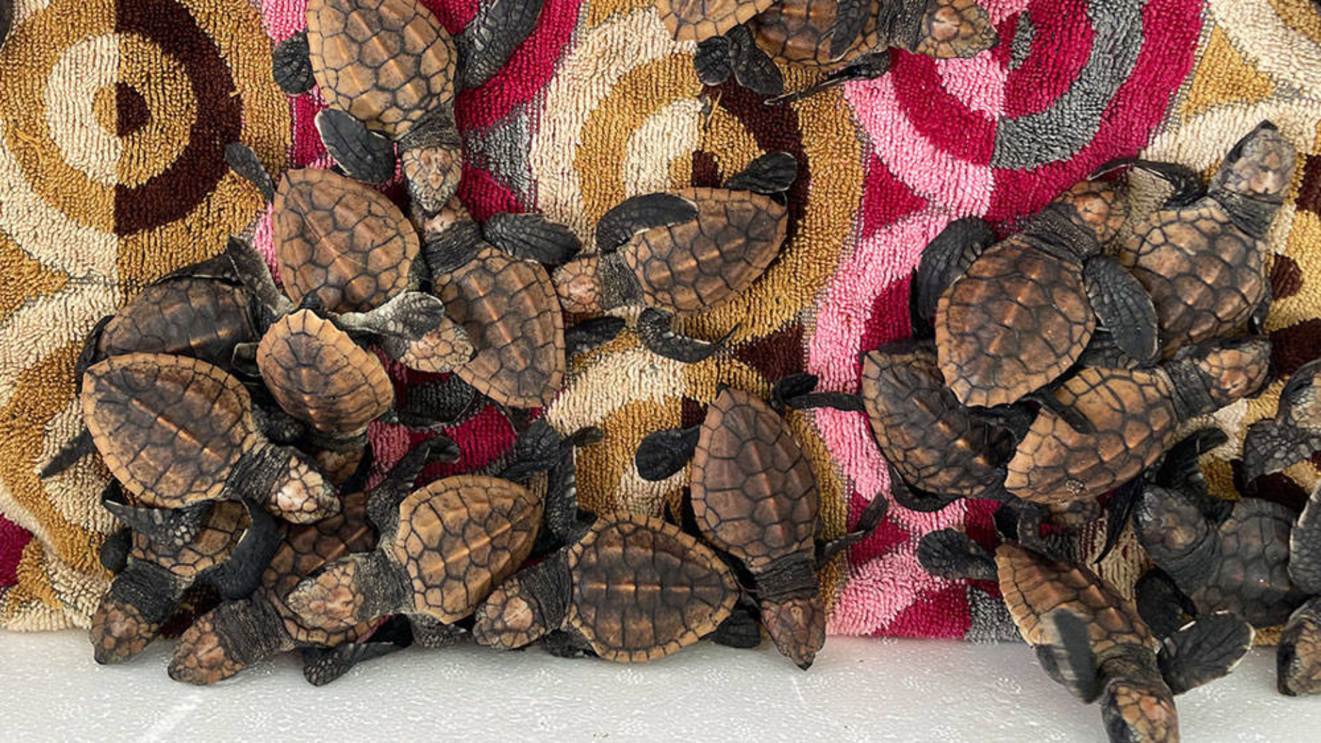 A group of baby sea turtles with dark shells and flippers is gathered on a surface in front of a colorful, patterned background.