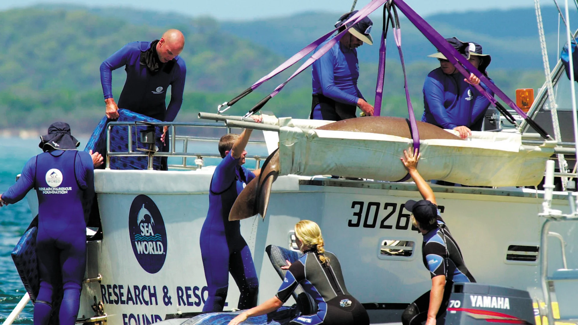 A team of people in wetsuits work together on a boat to lift a large shark in a sling, as part of a research and rescue operation. The boat is labeled “Research & Rescue Foundation” and floats on calm water.