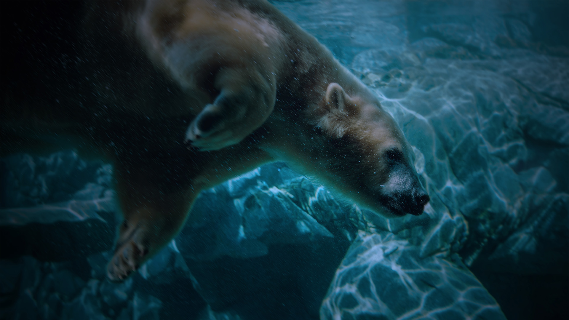 A polar bear swims underwater, its body gliding past rocks as light from the surface creates rippling patterns on its fur and the rocky background.