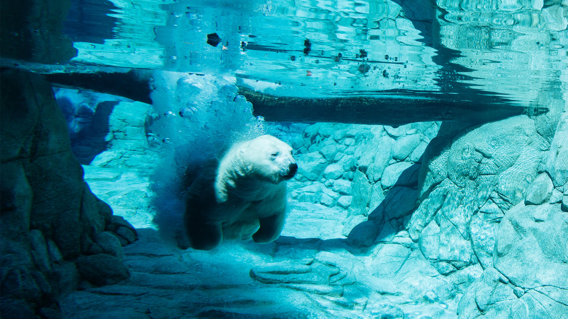 A polar bear swims underwater in a clear, rocky enclosure, with bubbles trailing behind it as it dives beneath the surface.