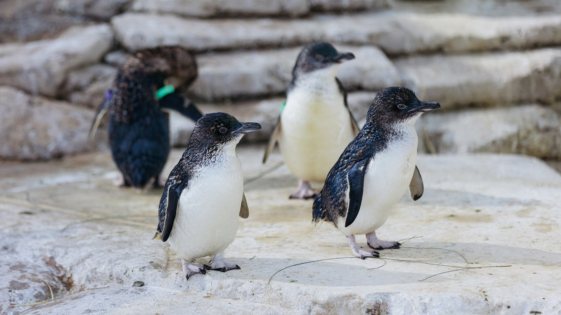 Four little penguins stand on a rocky surface, with two facing forward and two in the background.