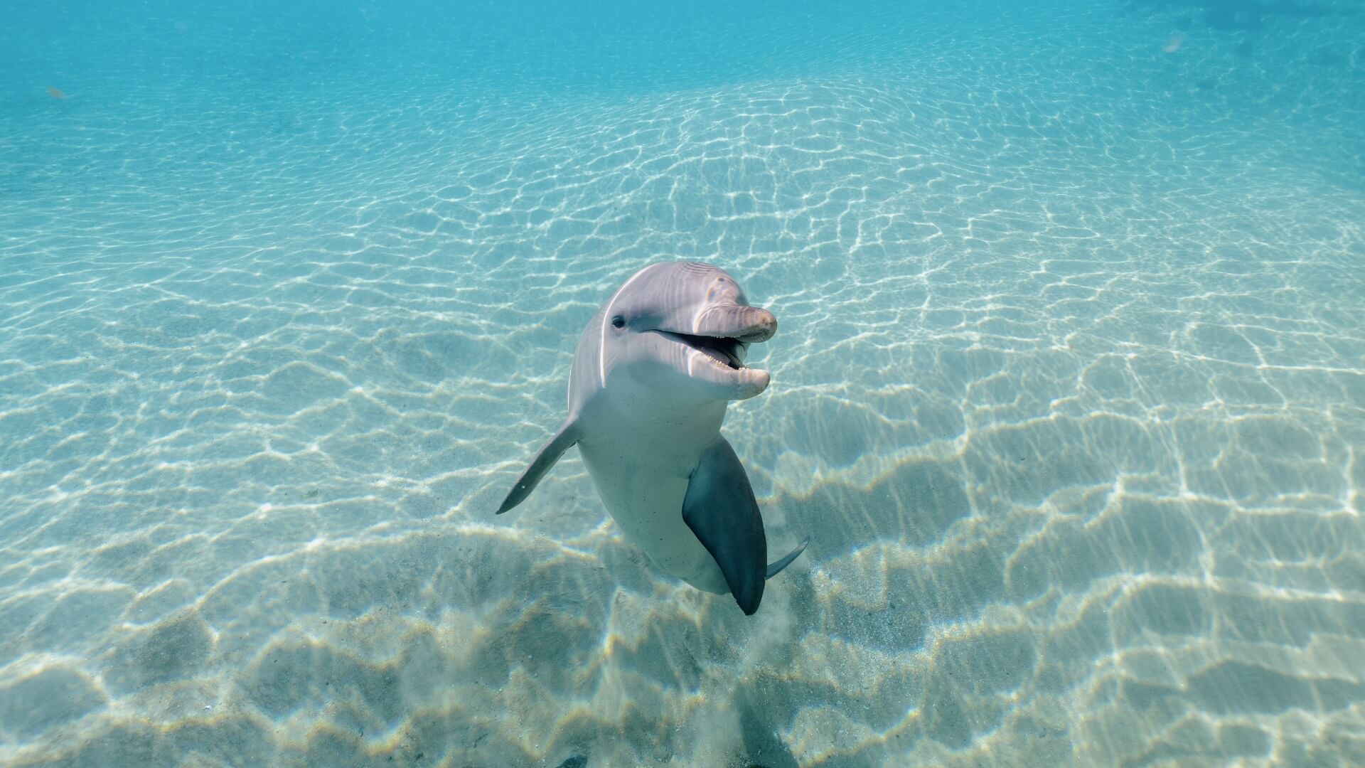 A dolphin swims upright in clear, shallow water, with sunlight creating patterns on the sandy seabed below.