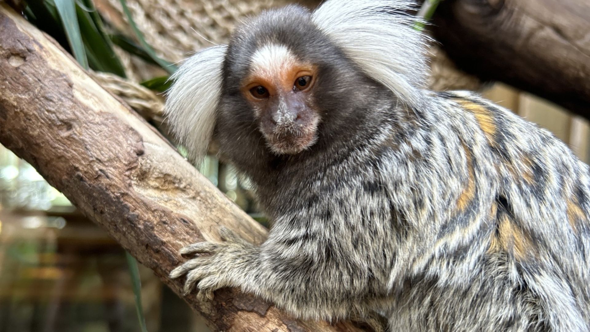 A small marmoset monkey with white ear tufts and gray fur clings to a tree branch inside an enclosure, with wooden beams and green leaves in the background.