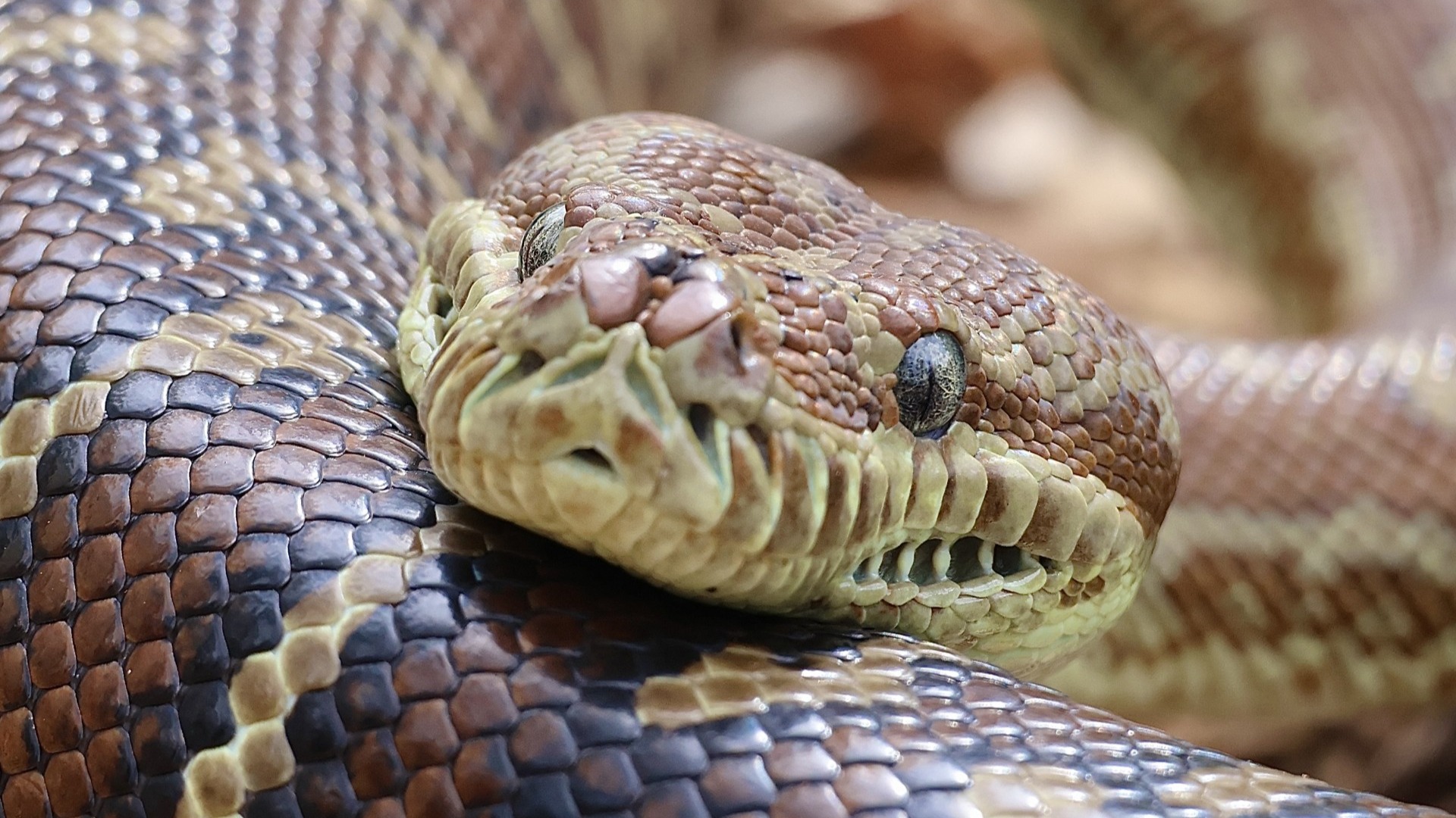 Close-up of a brown and tan snake with textured, patterned scales. The snake’s head is in focus, showing its nostrils, eyes, and slightly open mouth as it coils its body.