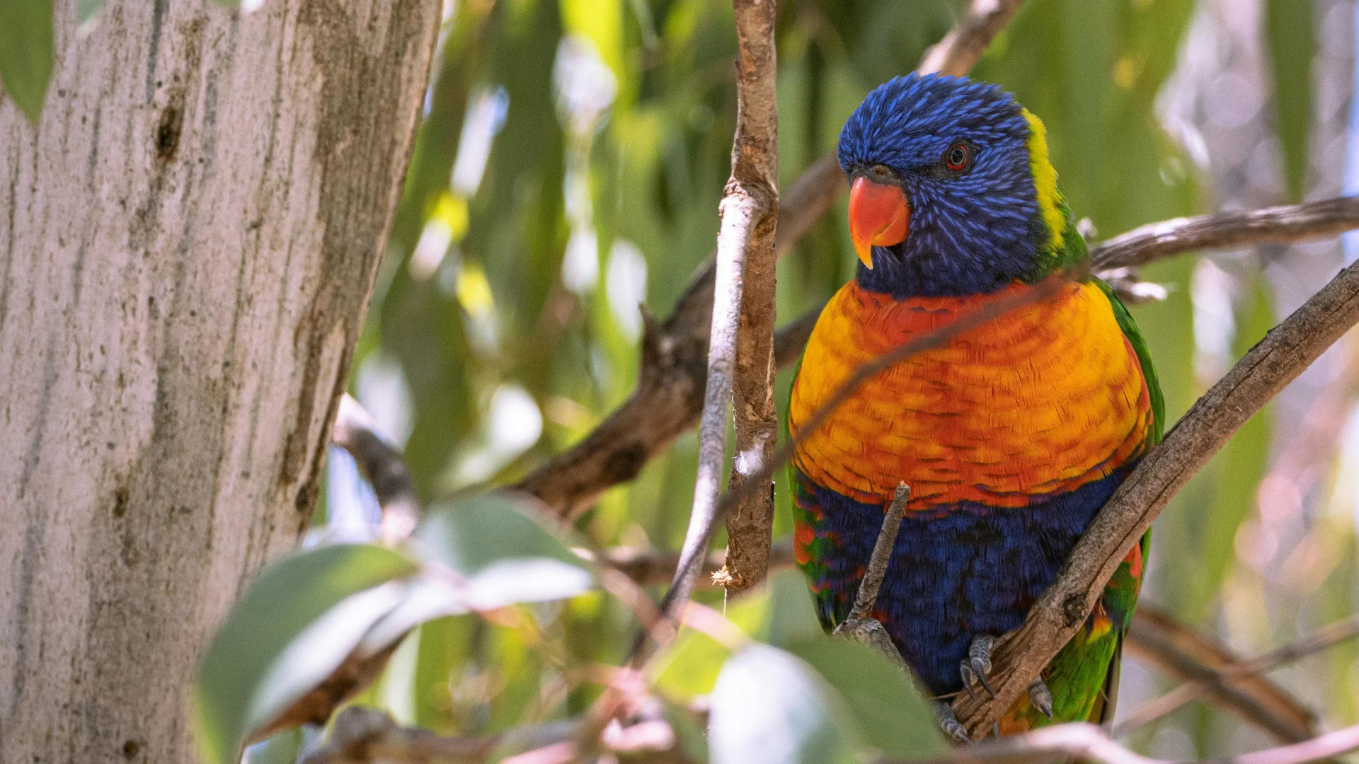 One rainbow lorikeet with vibrant green, blue, yellow, and orange feathers perch on a tree branch with leaves.