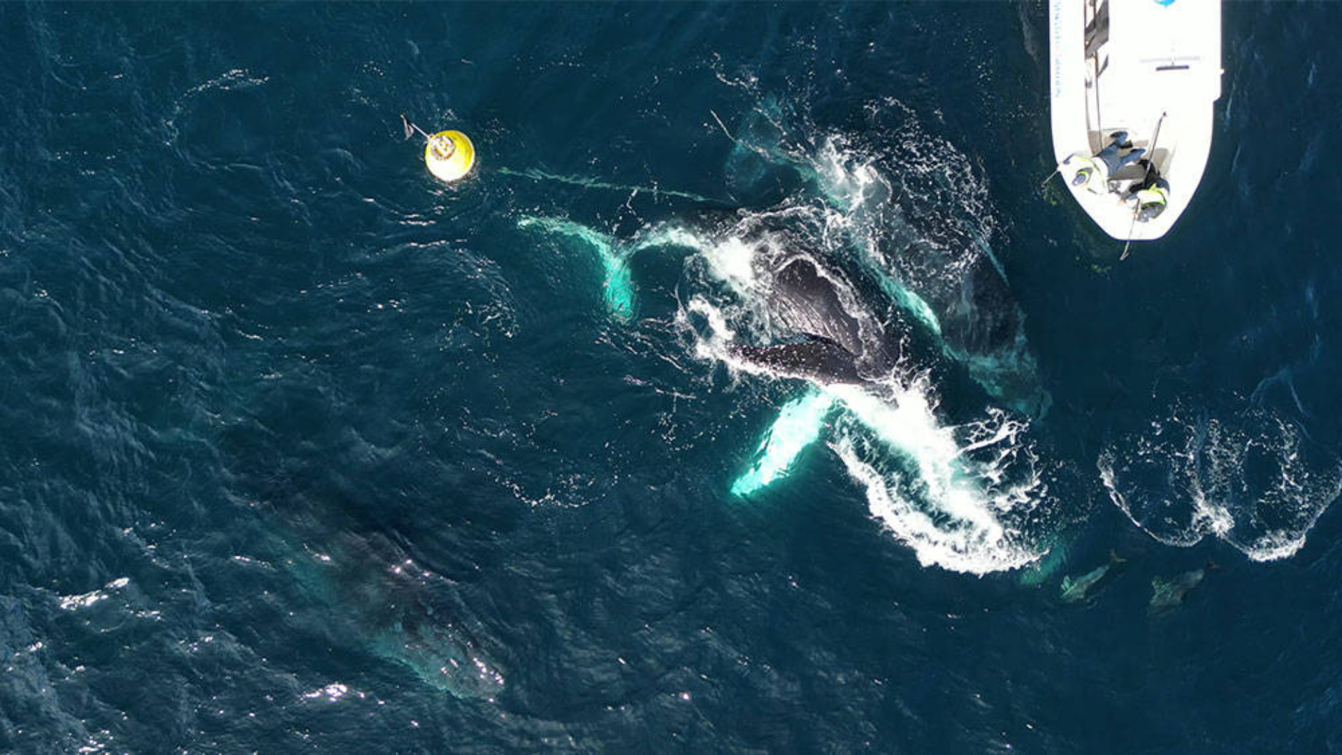 Aerial view of a whale swimming near a buoy and a white boat on deep blue water.