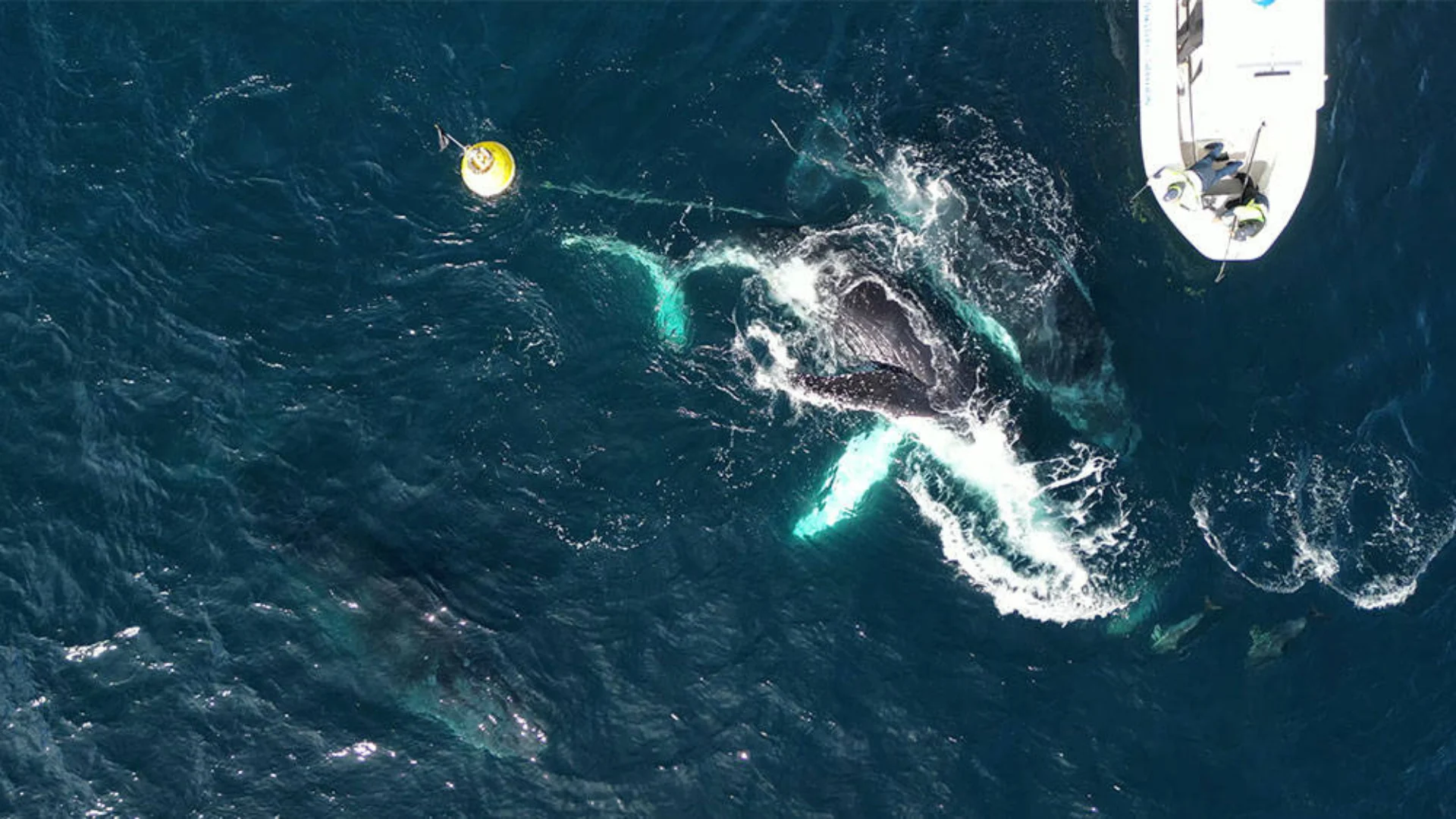 Aerial view of a whale swimming near a buoy and a white boat on deep blue water.