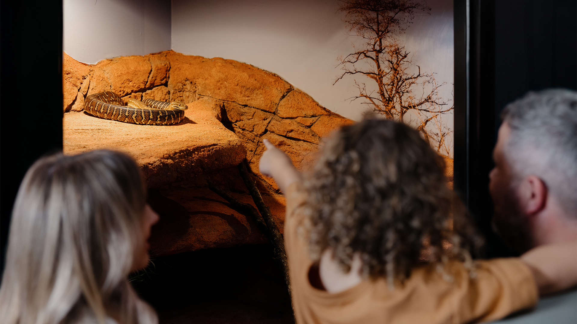 A child points at a snake lying on a rocky surface inside a glass enclosure, accompanied by two adults, as they observe the scene together.