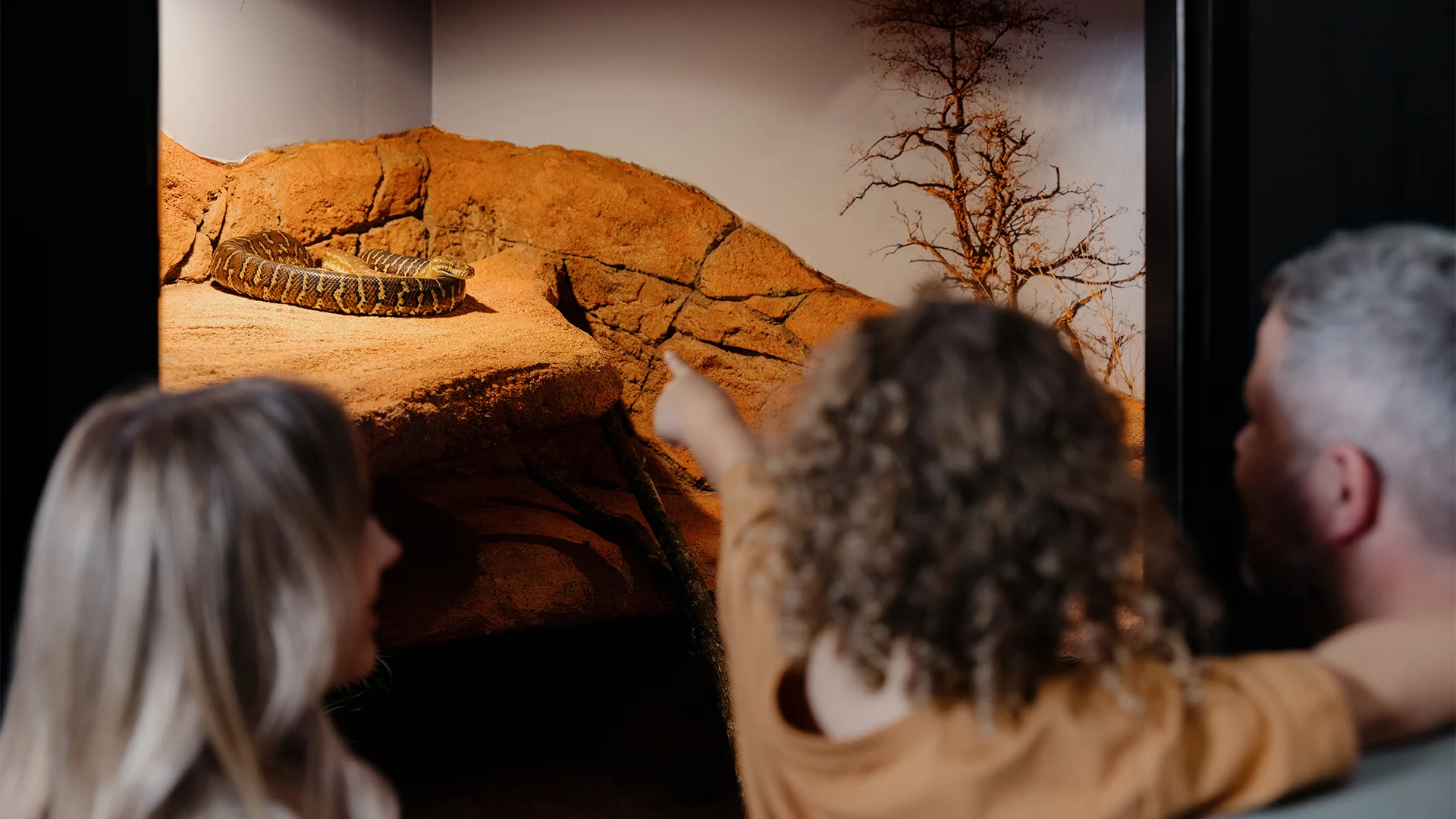 A child points at a snake lying on a rocky surface inside a glass enclosure, accompanied by two adults, as they observe the scene together.