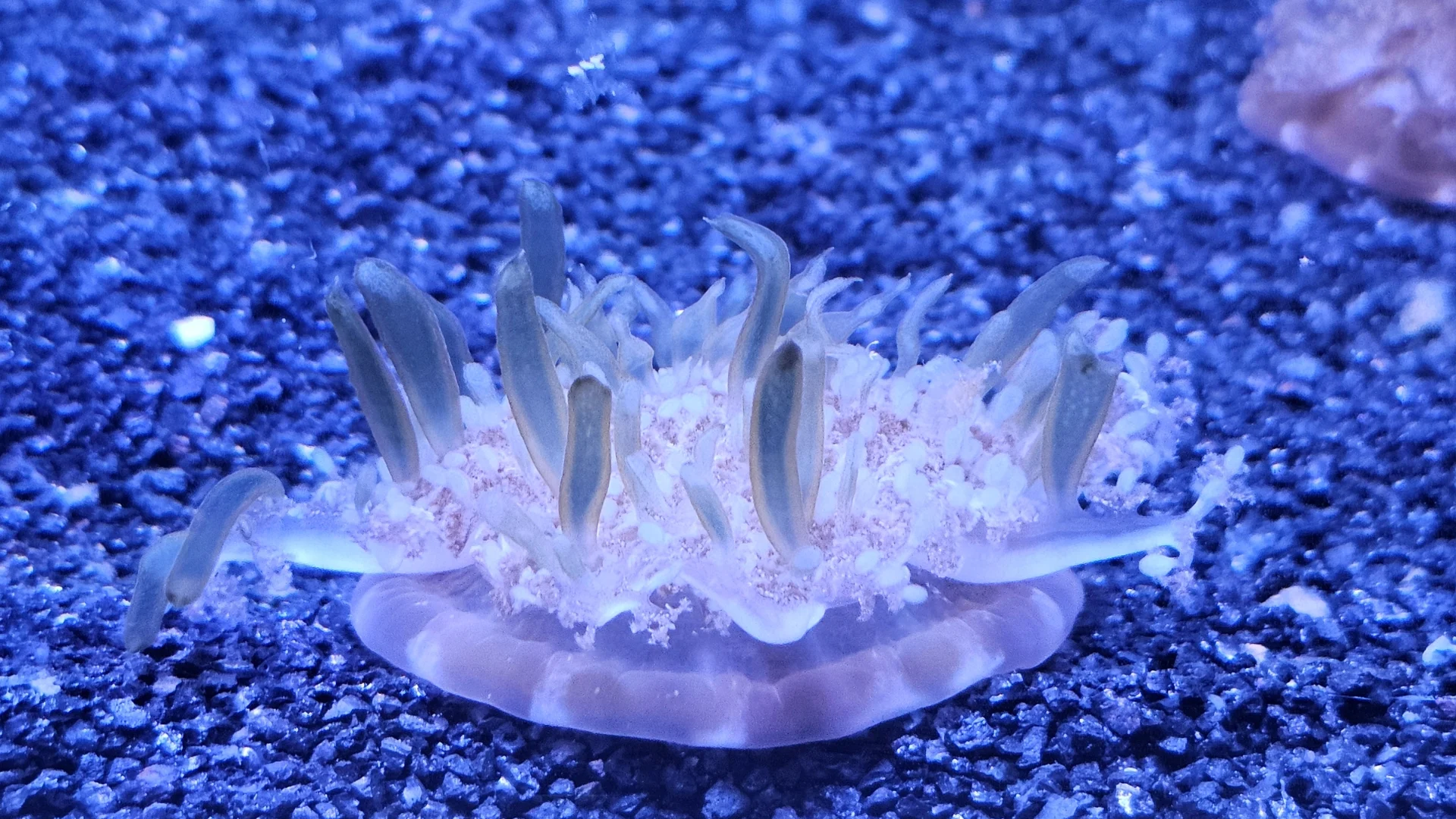 A white, upside-down jellyfish rests on a gravelly, blue aquarium floor. The jellyfish's frilly tentacles point upward, and its dome-shaped body is visible at the bottom.