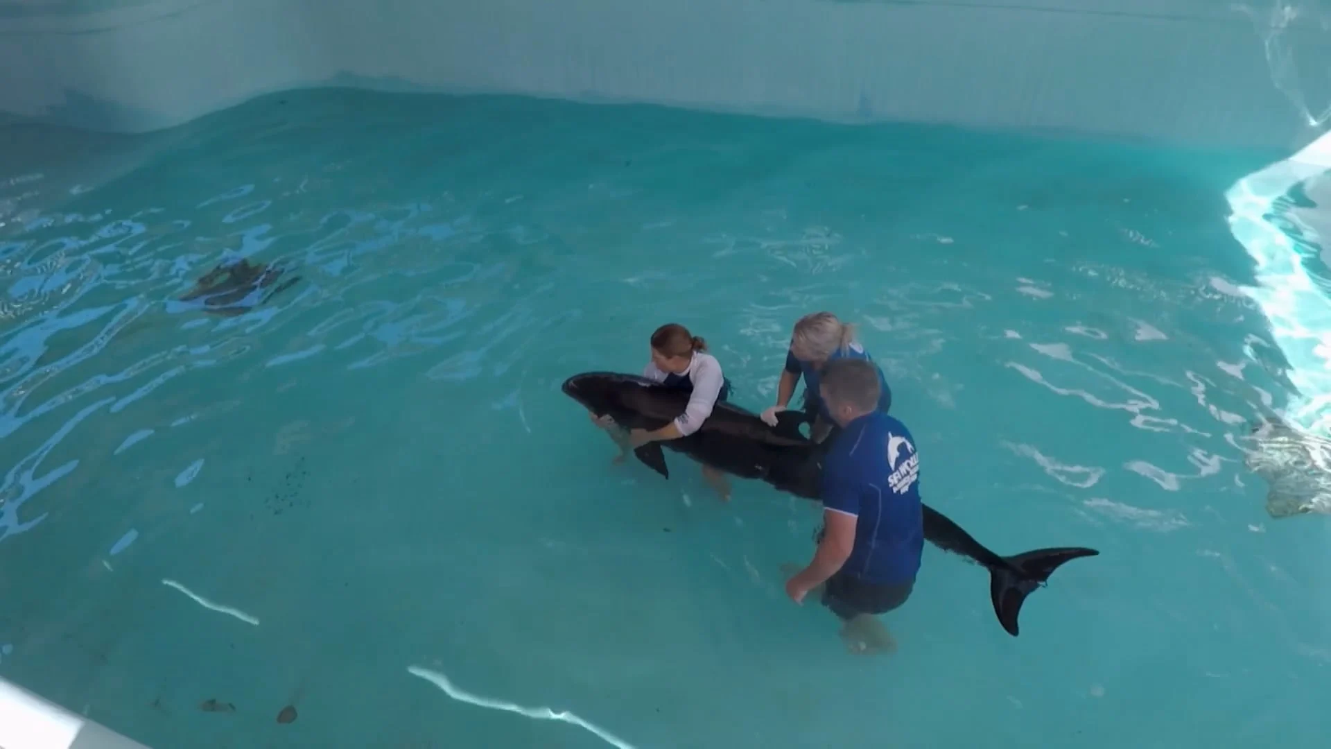 Three people assist a dolphin in a large, shallow, indoor pool.