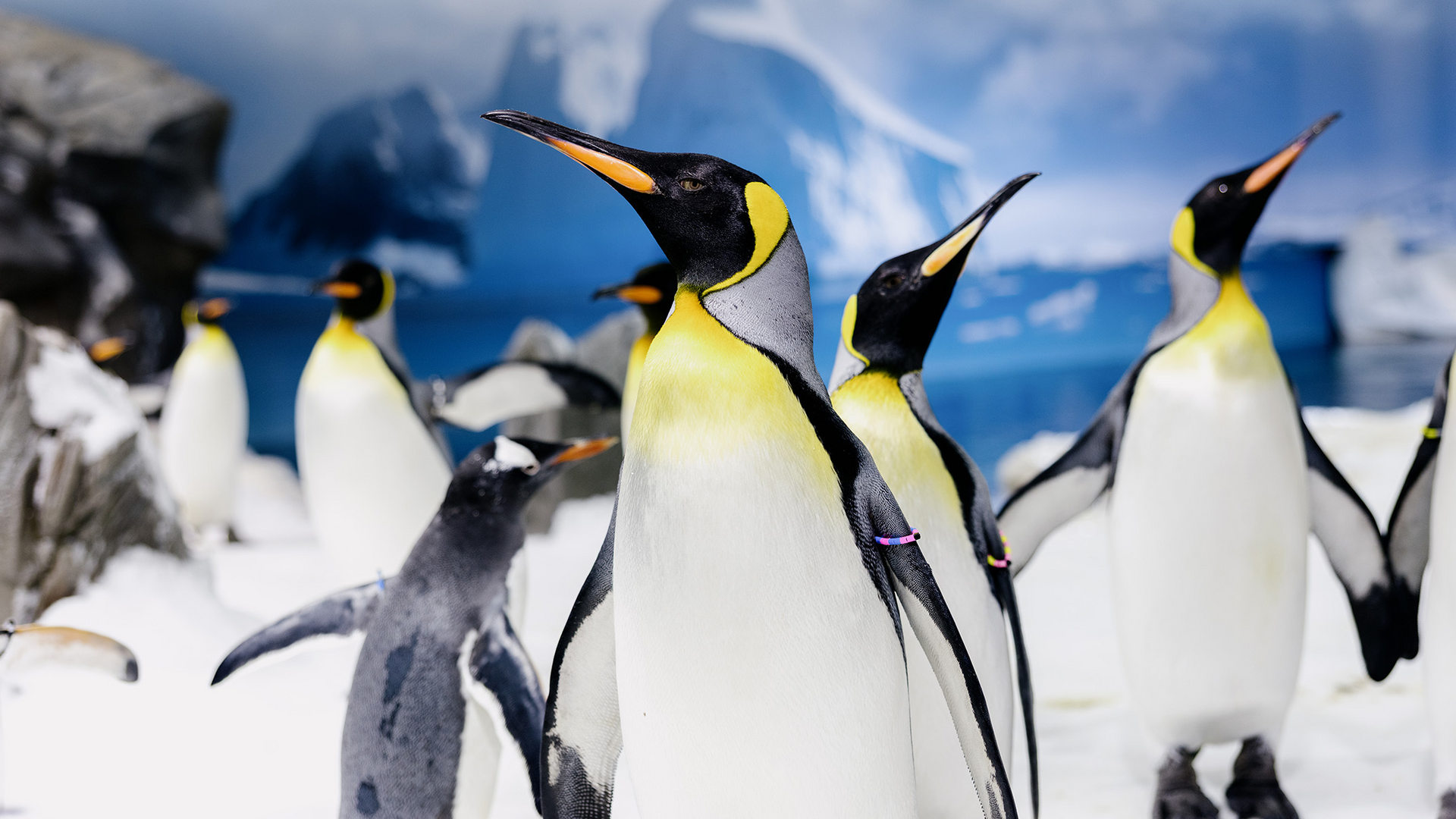 A group of penguins, including several King penguins with yellow and black markings, stand on snow in a cold, icy landscape with mountains and water in the background.