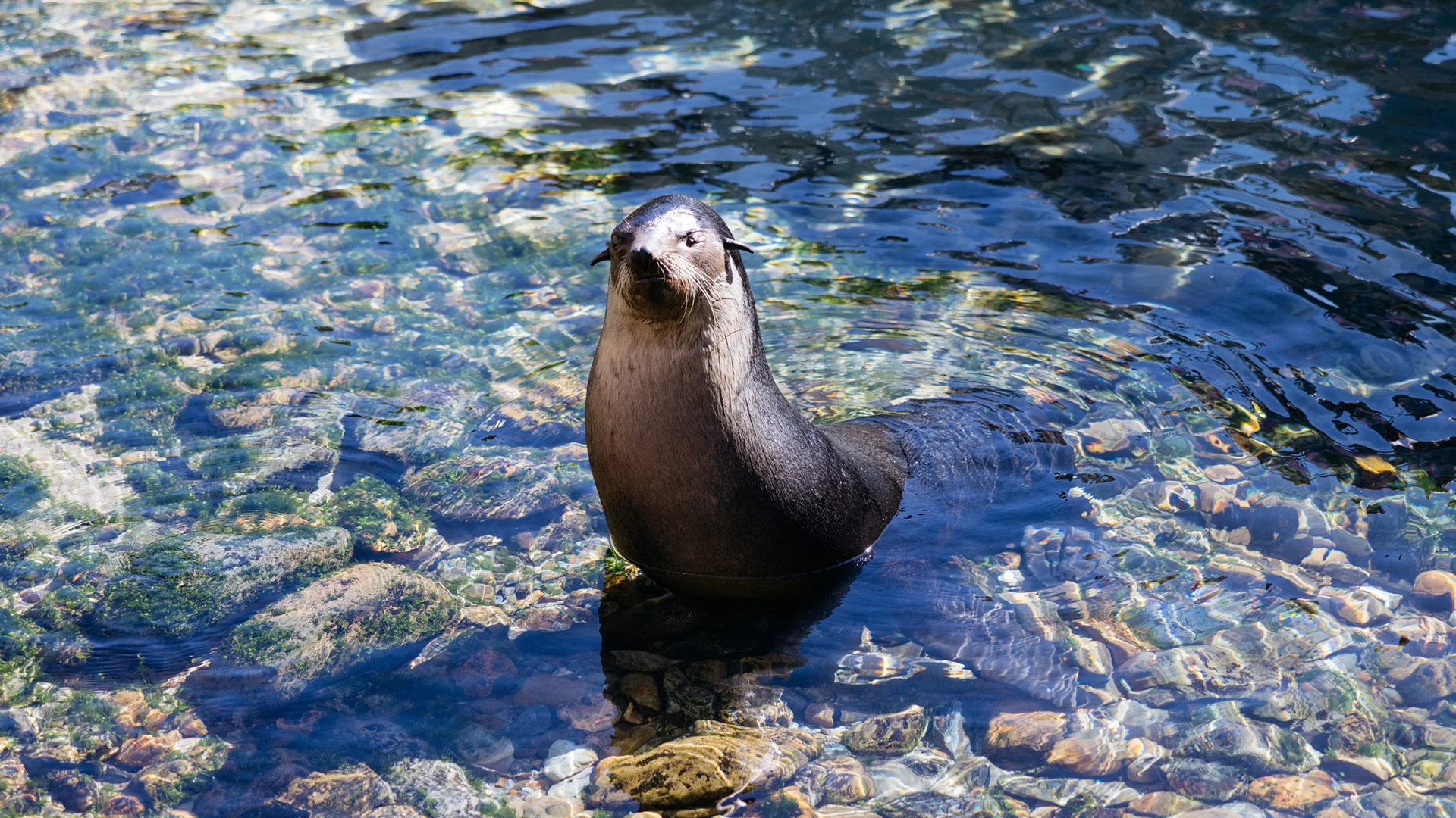 A sea lion stands upright in clear, shallow water with a rocky bottom, looking directly at the camera.