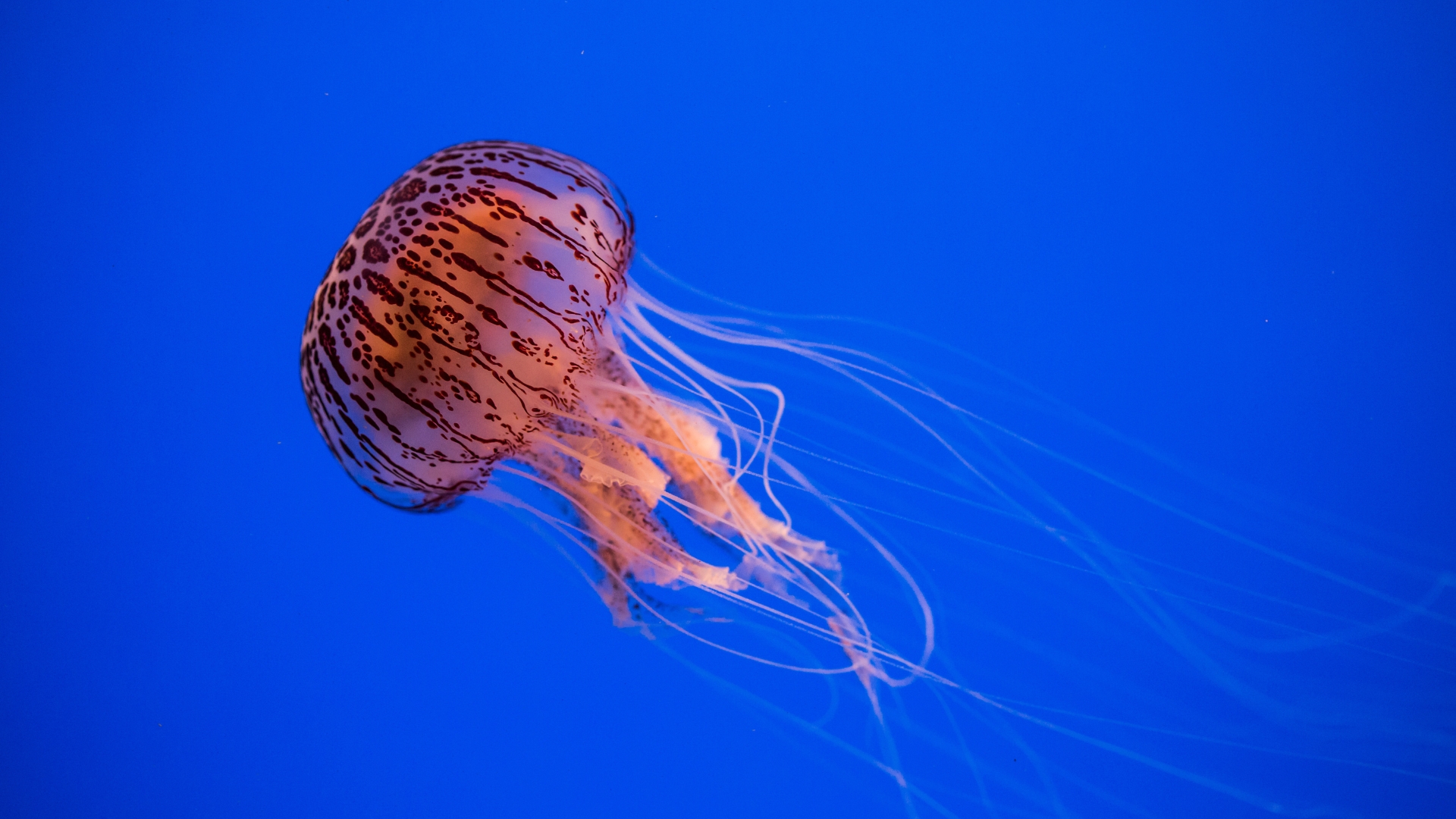 A translucent jellyfish with an orange and brown spotted bell floats gracefully against a bright blue background, with long, delicate tentacles trailing behind it.