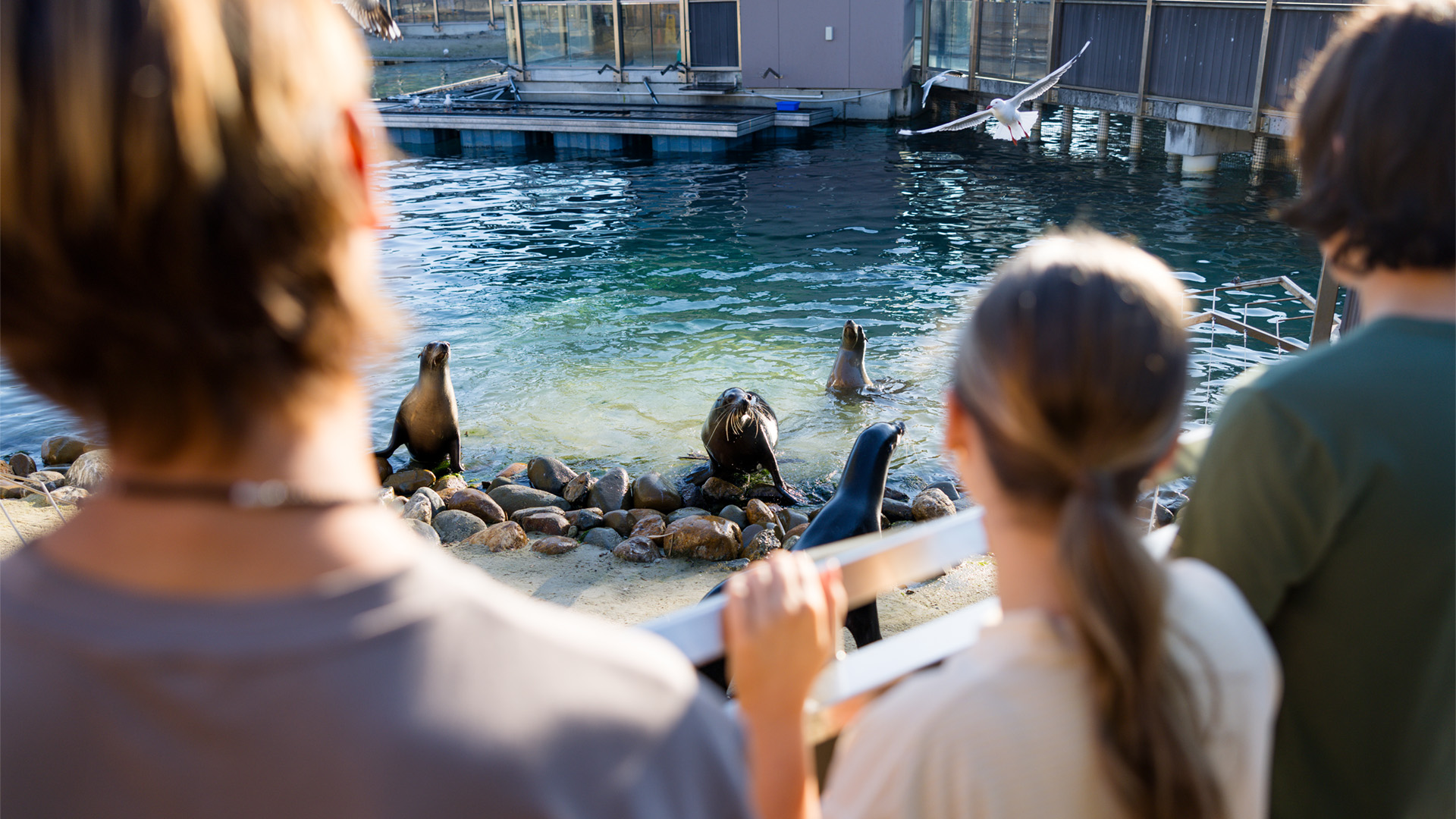 Three people observe several sea lions near the edge of a water enclosure at an aquarium or marine park on a sunny day.