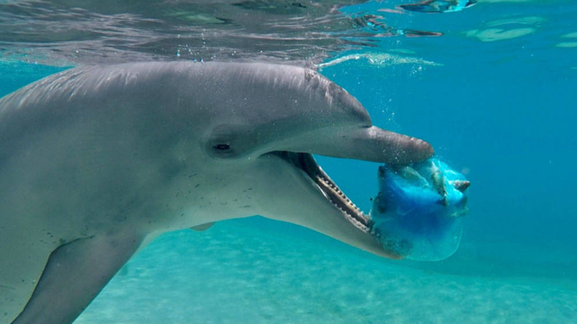 A dolphin underwater holds a piece of blue plastic in its mouth near the ocean surface.