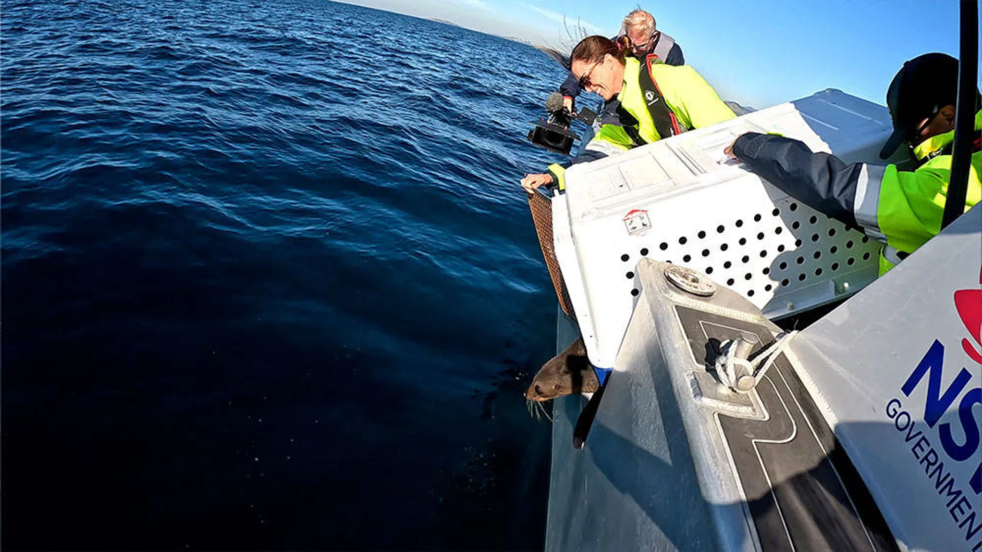 Three people on a boat release a marine animal in a crate into the ocean under clear skies. The NSW Government logo is visible on the side of the boat.
