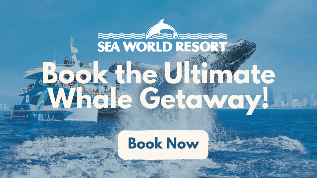 A whale breaches near a tour boat with the text “Sea World Resort. Book the Ultimate Whale Getaway!” and a “Book Now” button overlayed.