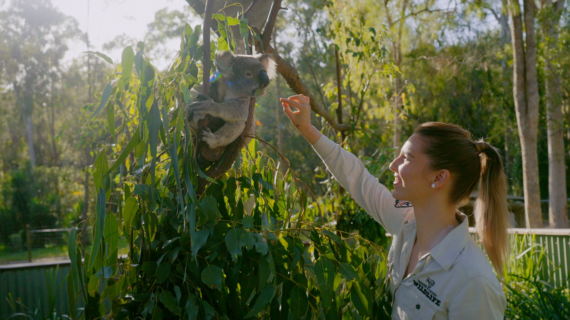 A man in glasses examines a koala sitting on a tree branch using a stethoscope, surrounded by green leaves.