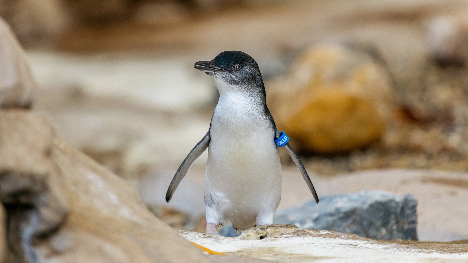 A small penguin with a blue tag on its right wing stands on rocky ground, with blurred rocks in the background.