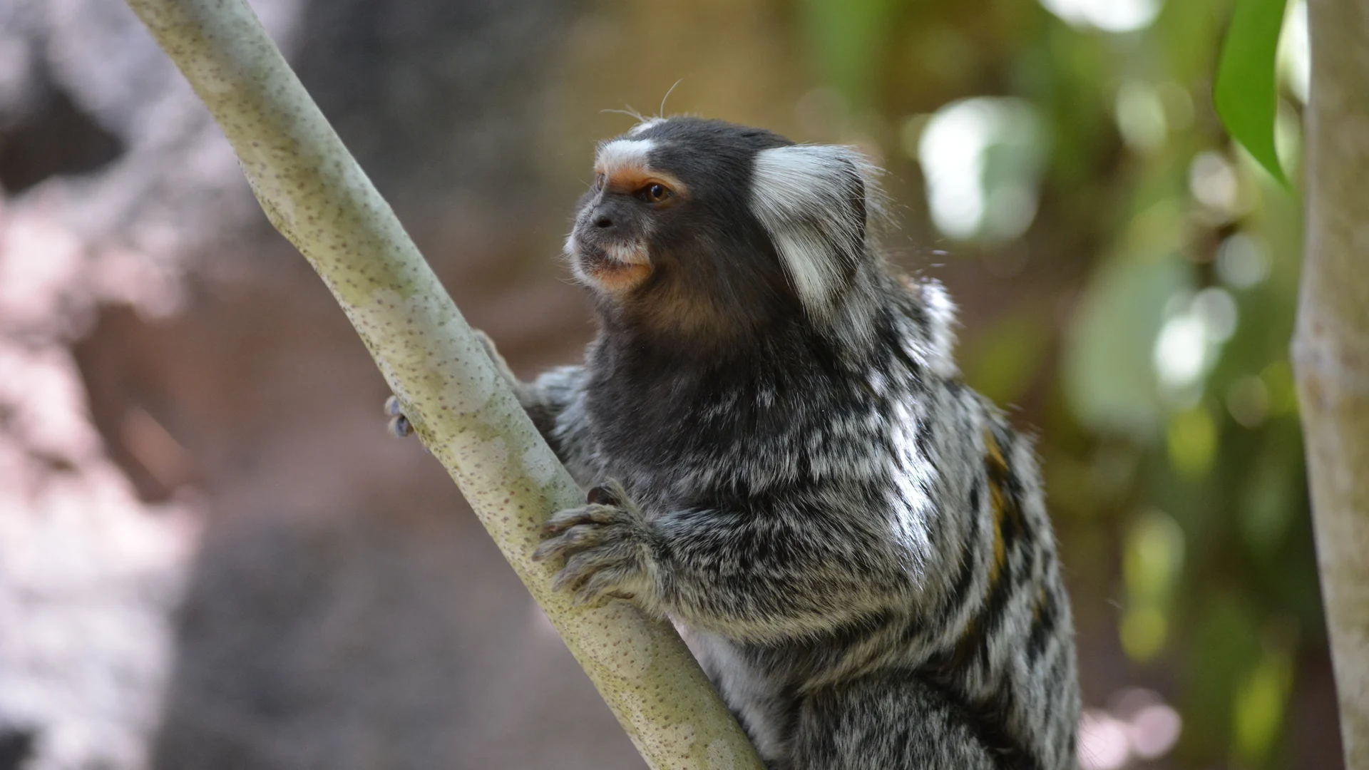 A common marmoset with gray fur, white ear tufts, and a striped tail is perched on a tree branch.