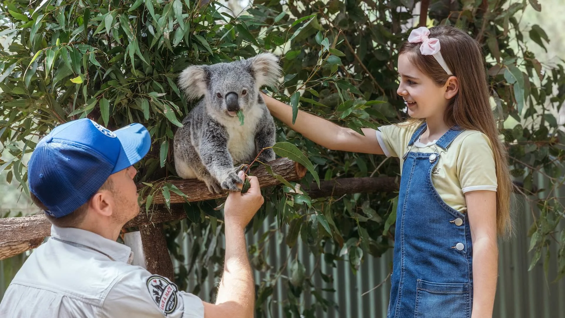 Zoo keeper and young girl interacting with a koala perched on a tree branch, surrounded by eucalyptus leaves, during an animal encounter experience.