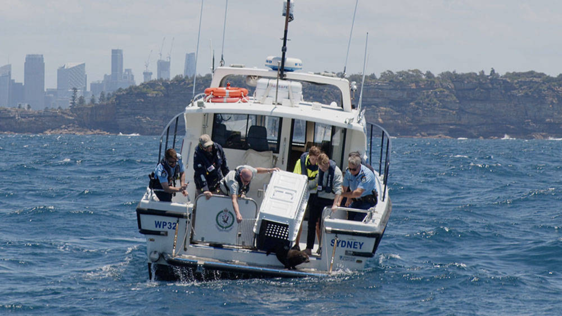 A group of people on a boat release an animal in a crate into the ocean, with a city skyline and rocky shoreline visible in the background.
