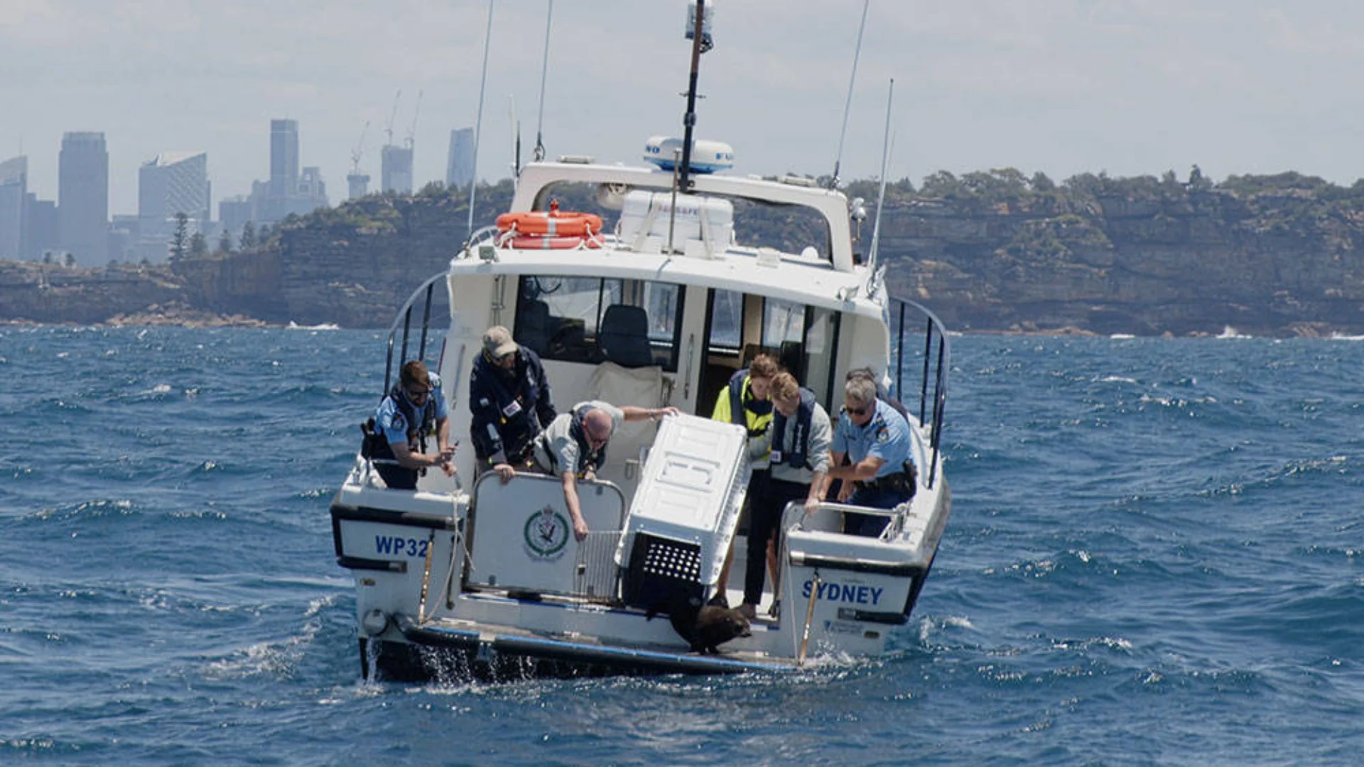A group of people on a boat release an animal in a crate into the ocean, with a city skyline and rocky shoreline visible in the background.