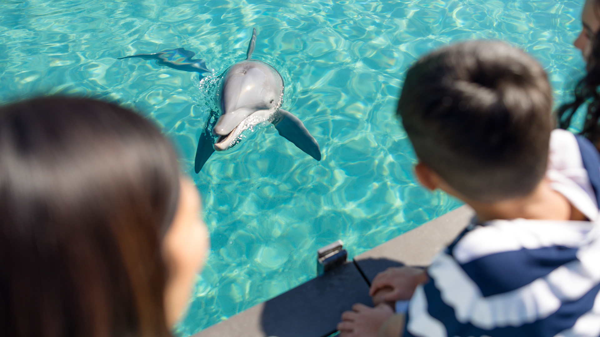 A dolphin swims near the surface of a clear blue pool as three people watch from the edge.