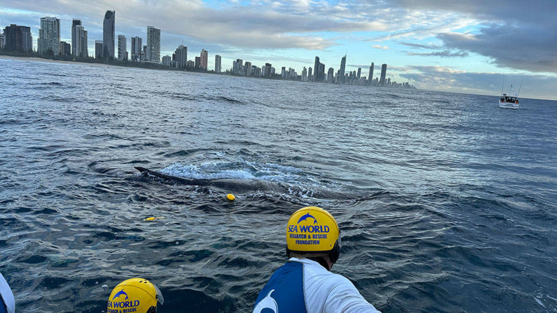 People wearing Sea World uniforms observe a whale surfacing in the ocean near a city skyline, with a boat visible in the distance.
