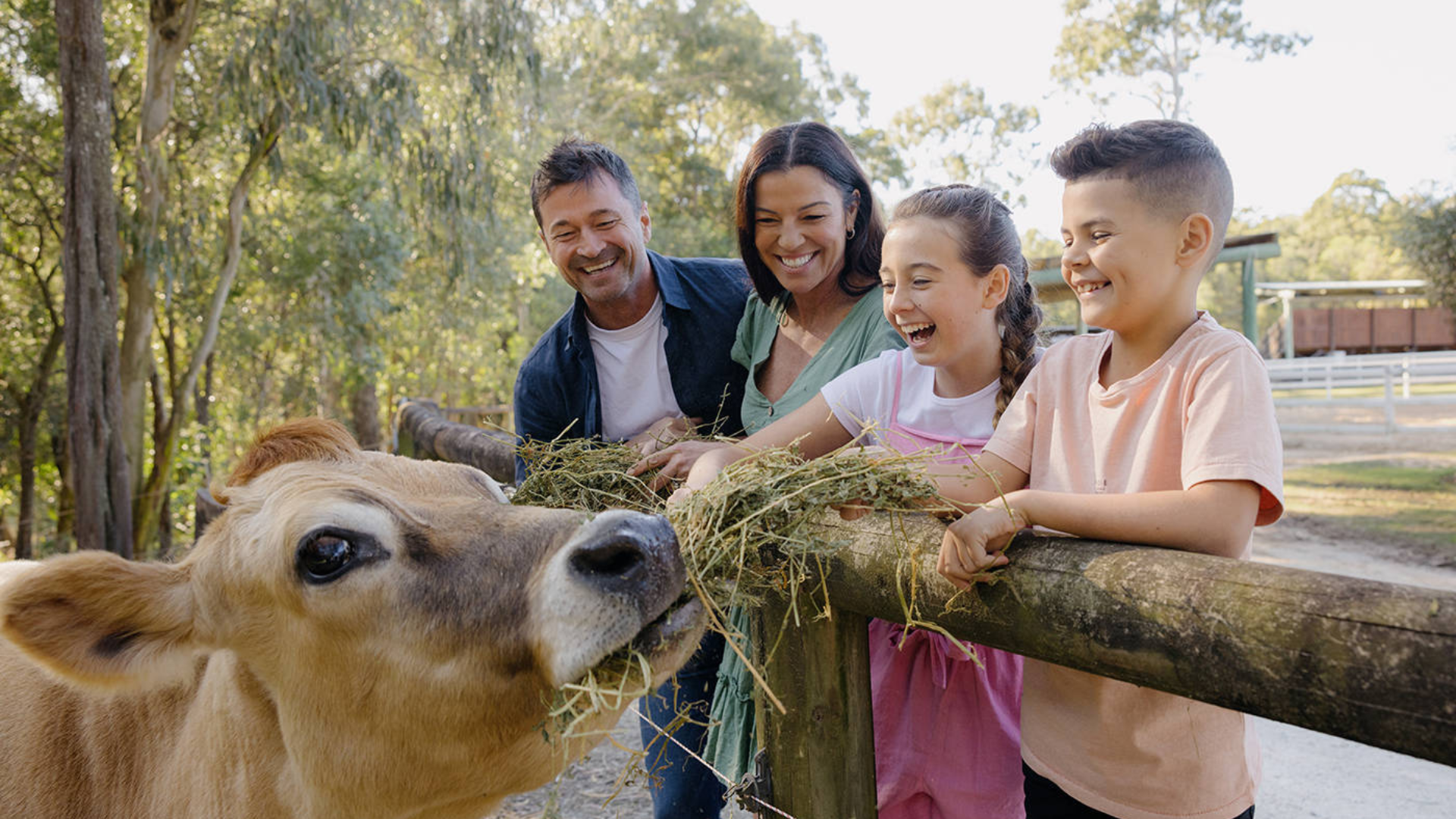 A family of four smiles while feeding hay to a cow over a wooden fence at an outdoor farm. Trees and a building are visible in the background.