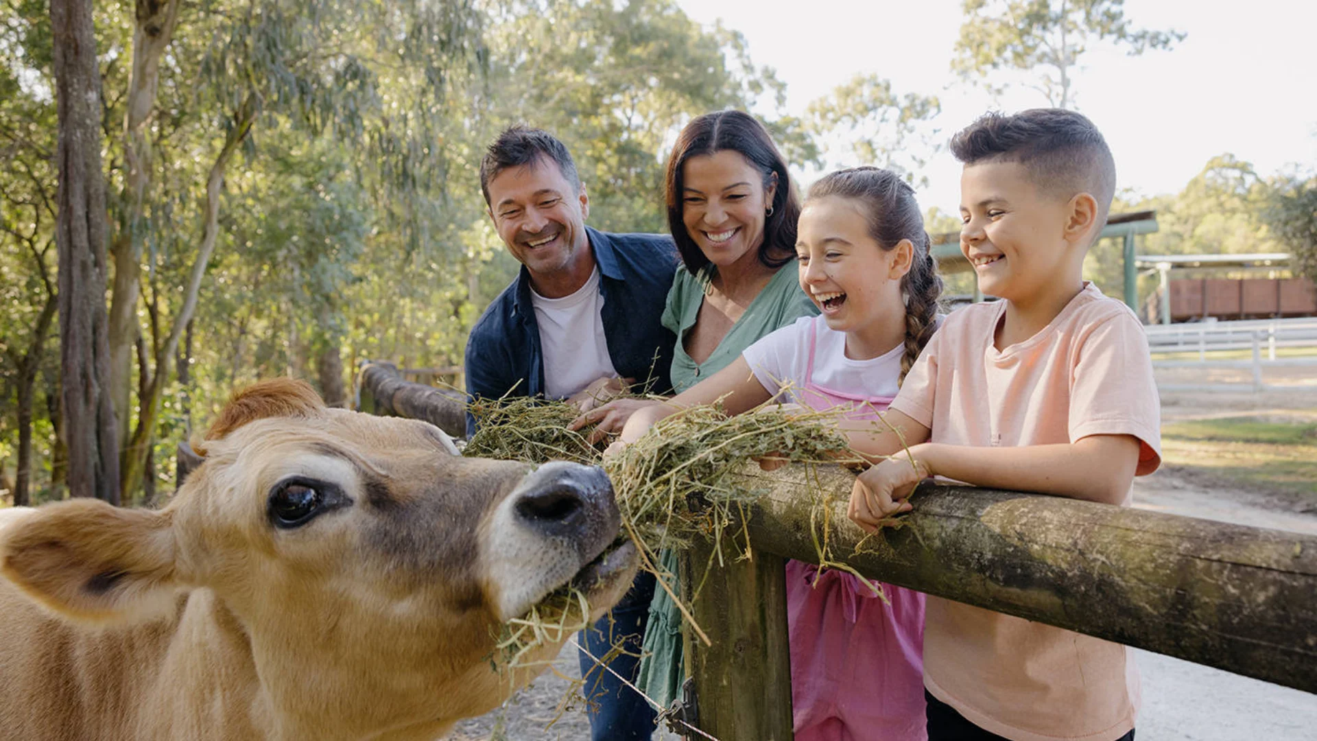 A family of four smiles while feeding hay to a cow over a wooden fence at an outdoor farm. Trees and a building are visible in the background.