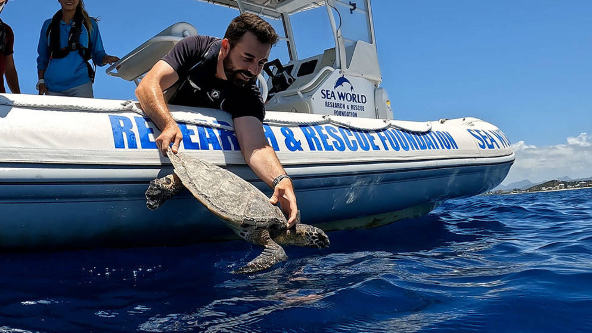 A man releases a sea turtle into the ocean from a boat labeled "Sea World Research &amp; Rescue Foundation" under a clear sky.