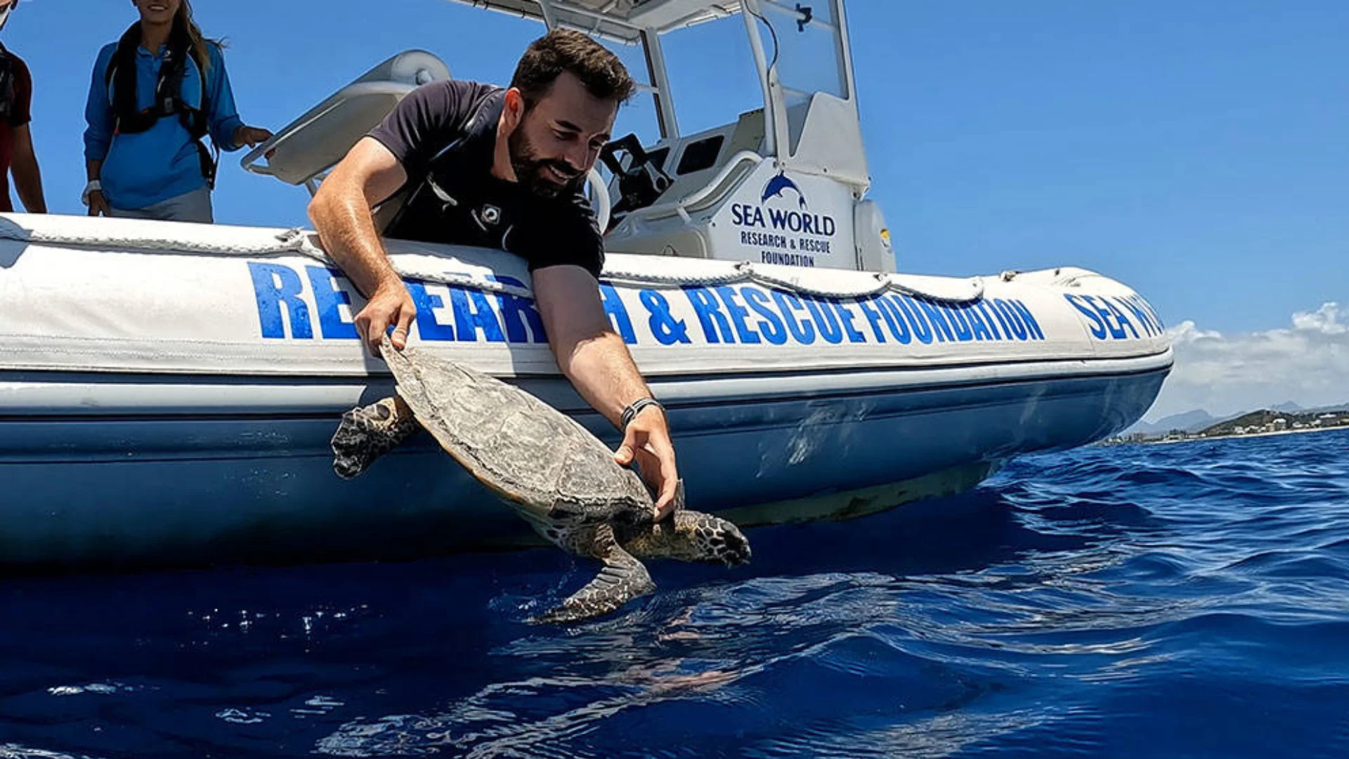 A man releases a sea turtle into the ocean from a boat labeled "Sea World Research & Rescue Foundation" under a clear sky.