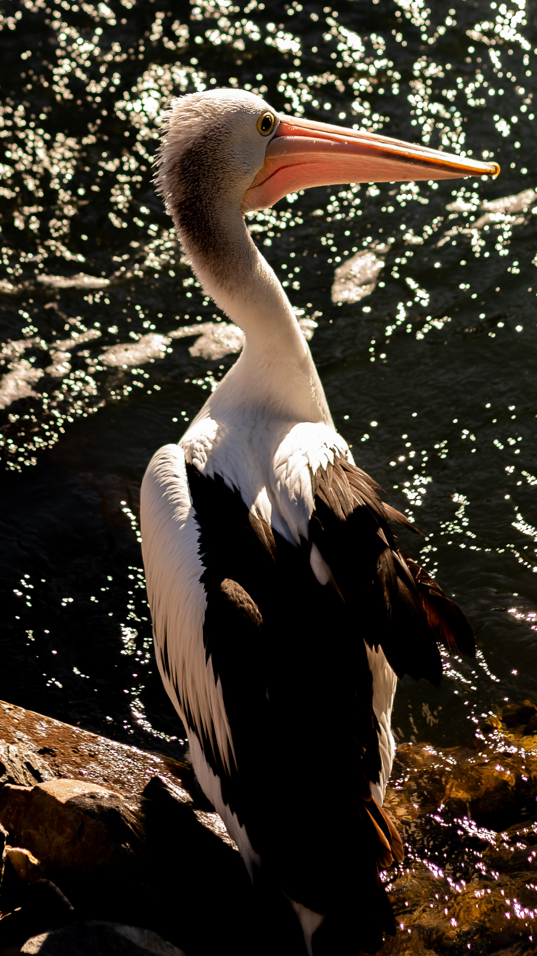 A pelican with black and white feathers stands on a rock beside shimmering water, looking over its shoulder.