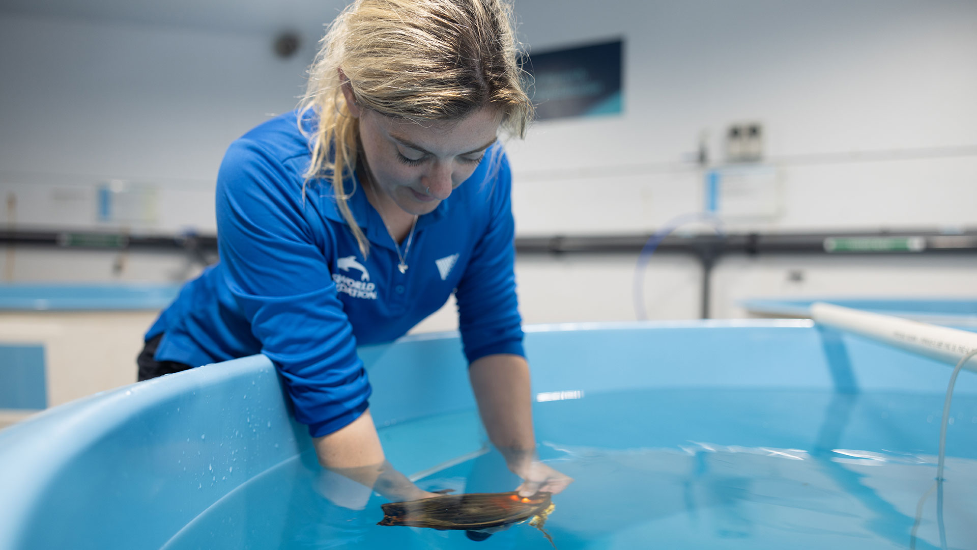 A woman in a blue shirt gently holds a turtle in a large blue tank filled with water inside an indoor aquatic facility.