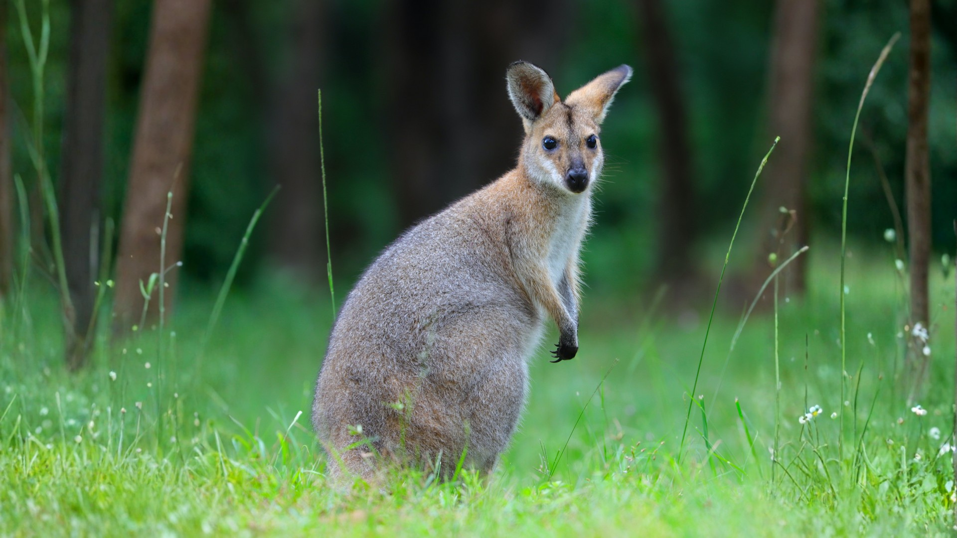 A wallaby stands upright on green grass in a forest clearing, looking alert. Tall trees and blurred greenery create a natural background.