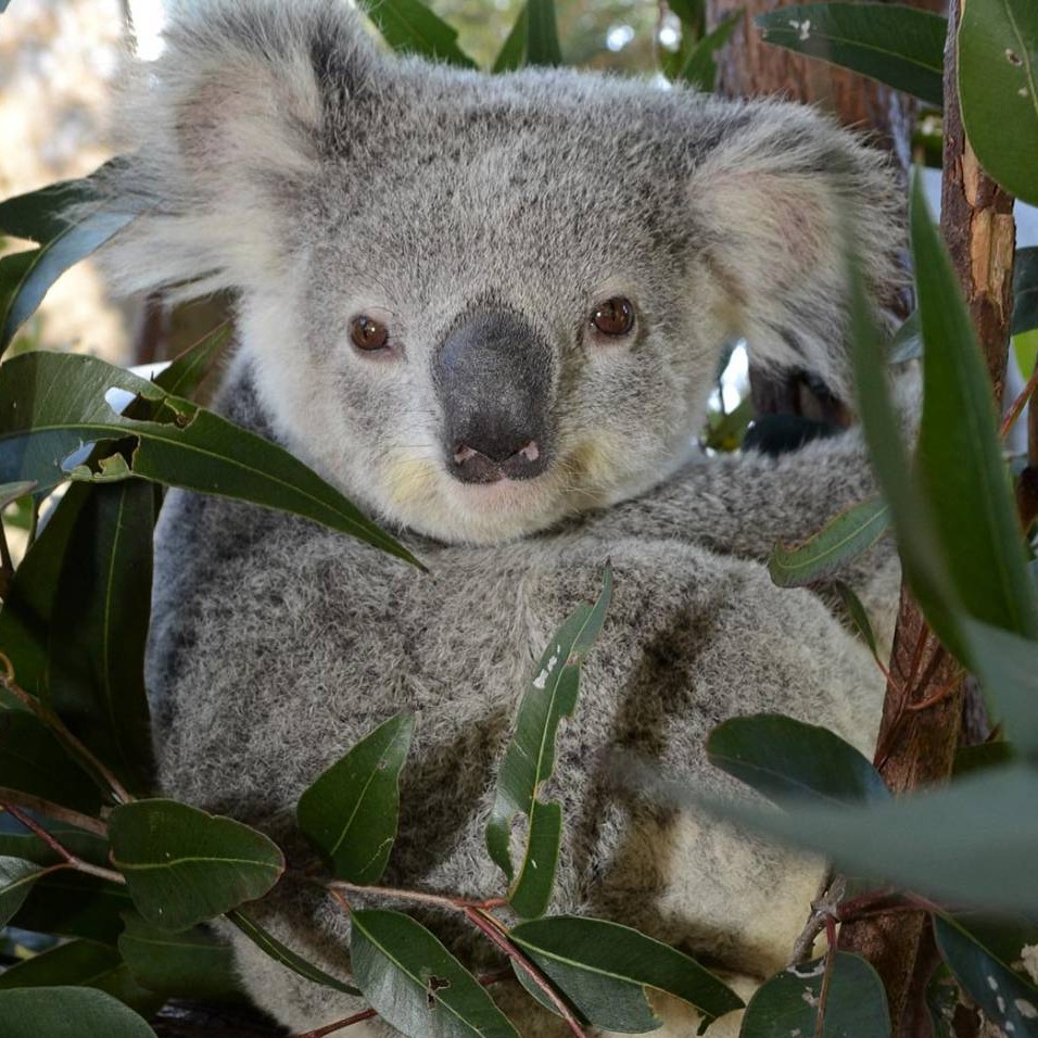 A koala sits among green eucalyptus leaves, facing the camera with its gray fur and round ears visible.