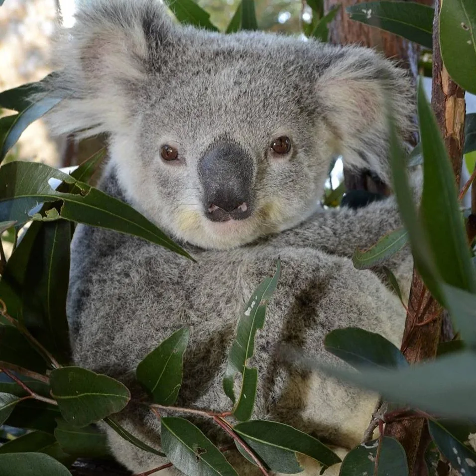 A koala sits among green eucalyptus leaves, facing the camera with its gray fur and round ears visible.