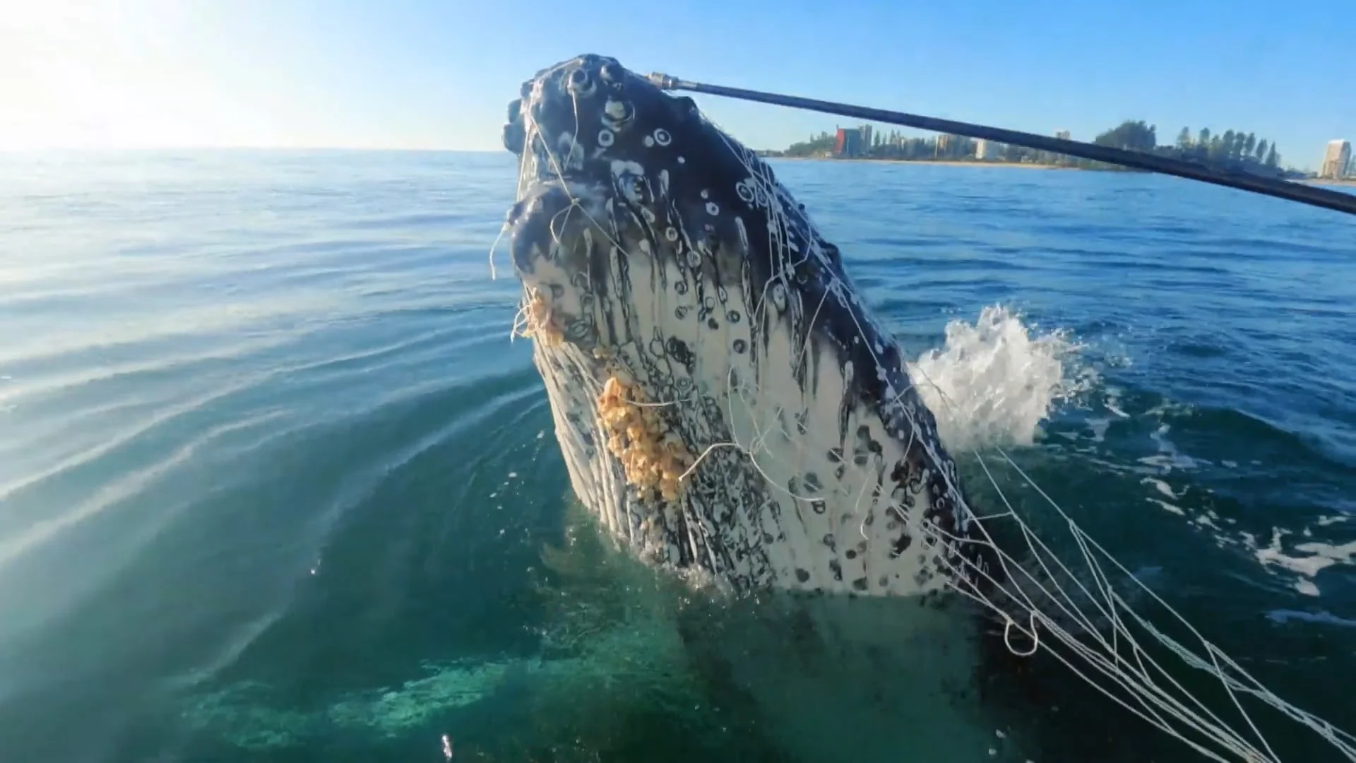 A whale entangled in ropes and fishing lines emerges from the water near the shore under a clear blue sky.