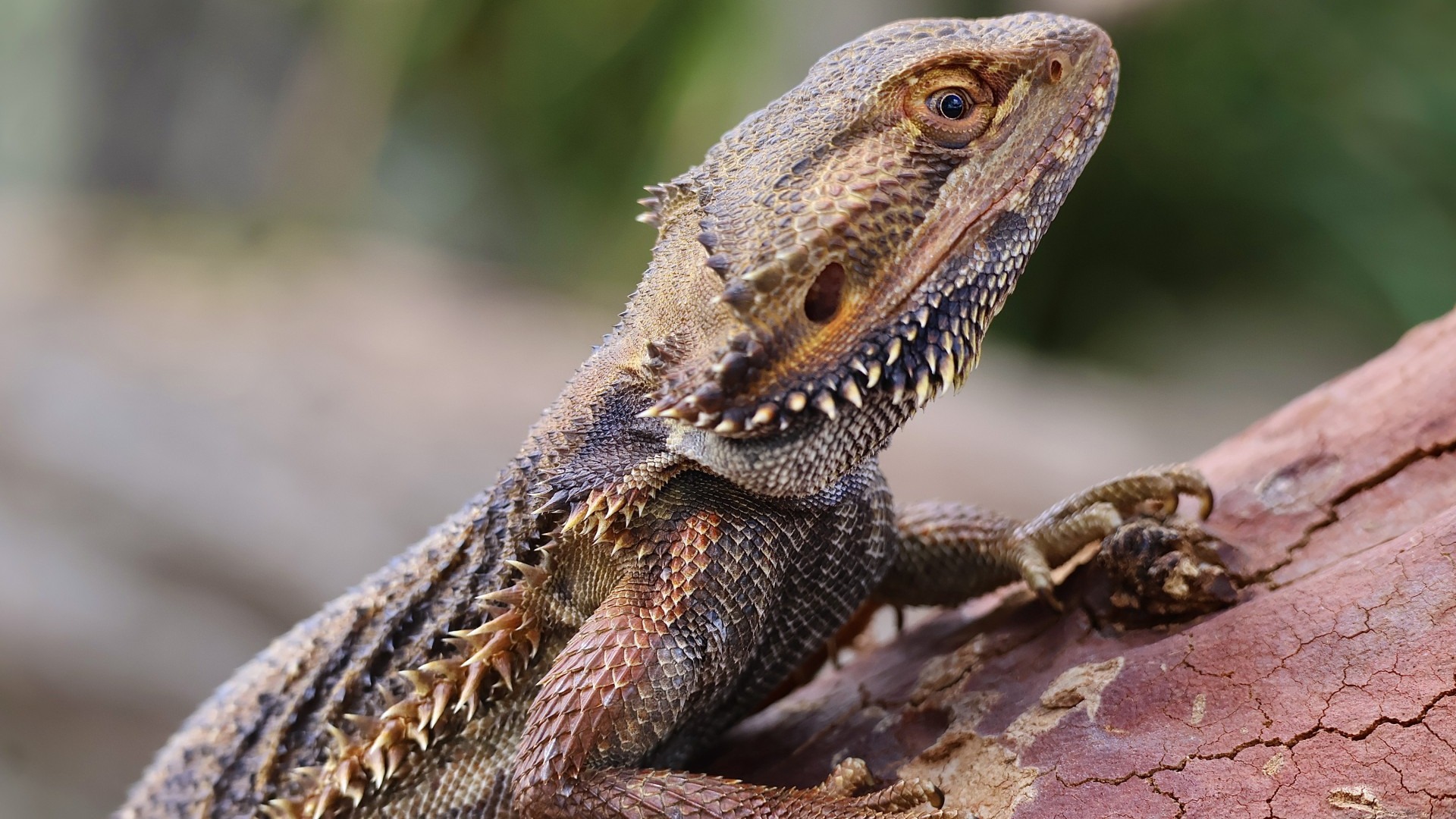 A close-up of a bearded dragon lizard clinging to a reddish-brown log, showing its spiky scales, textured skin, and alert expression with a blurred green background.